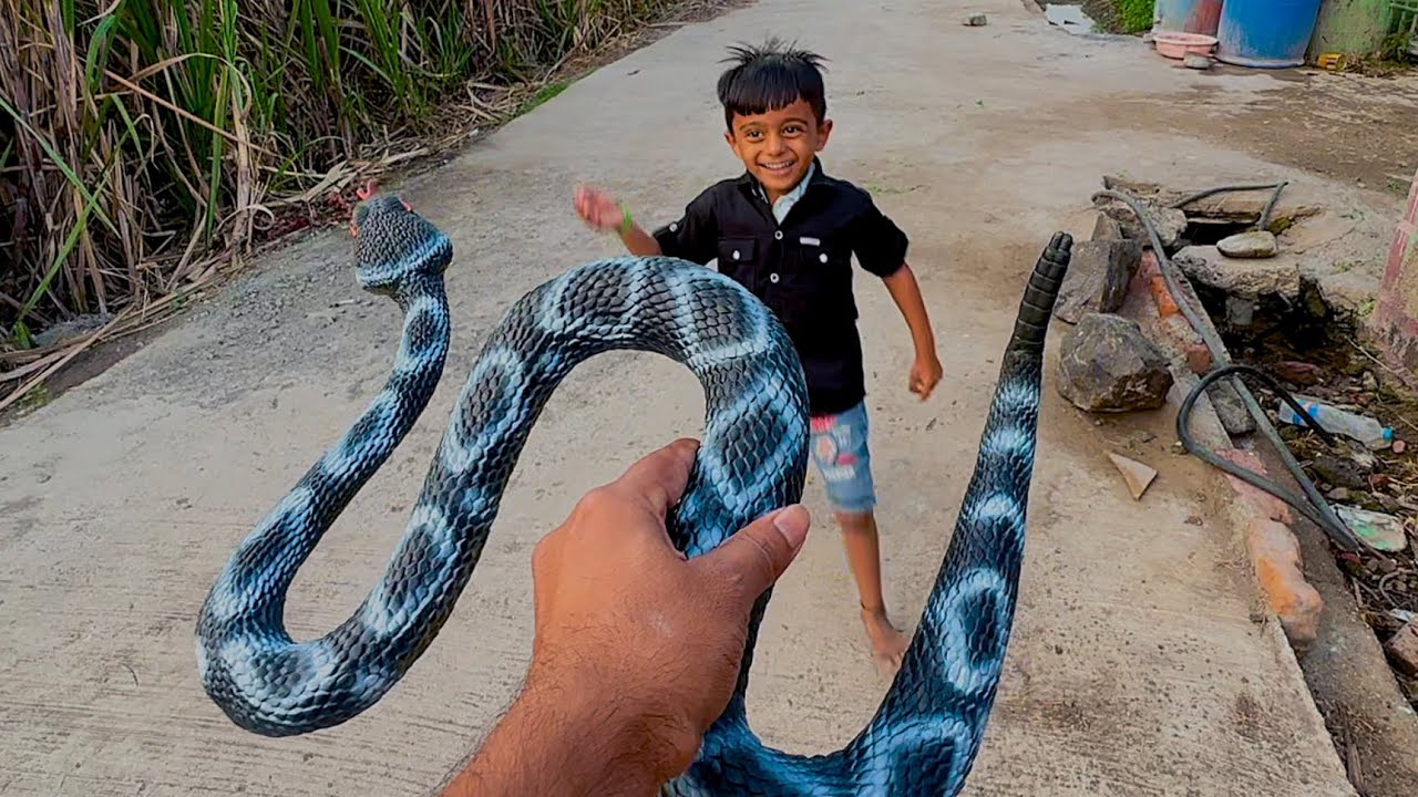 माऊलीने मम्मीची गम्मत केली 🫢#kobra #snake