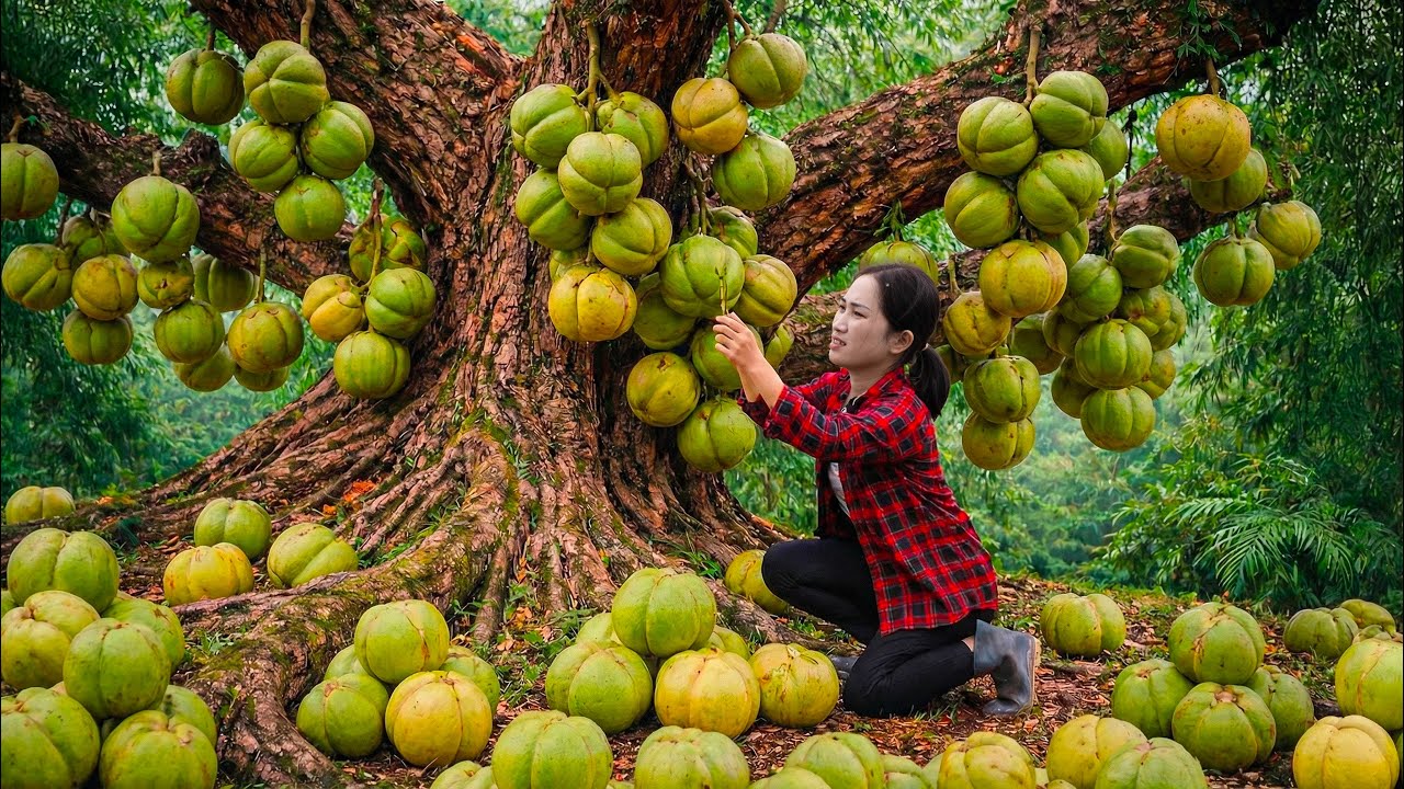 Harvesting Dillenia indica L fruit in the Amazon rainforest to Sell | Unique Natural Food