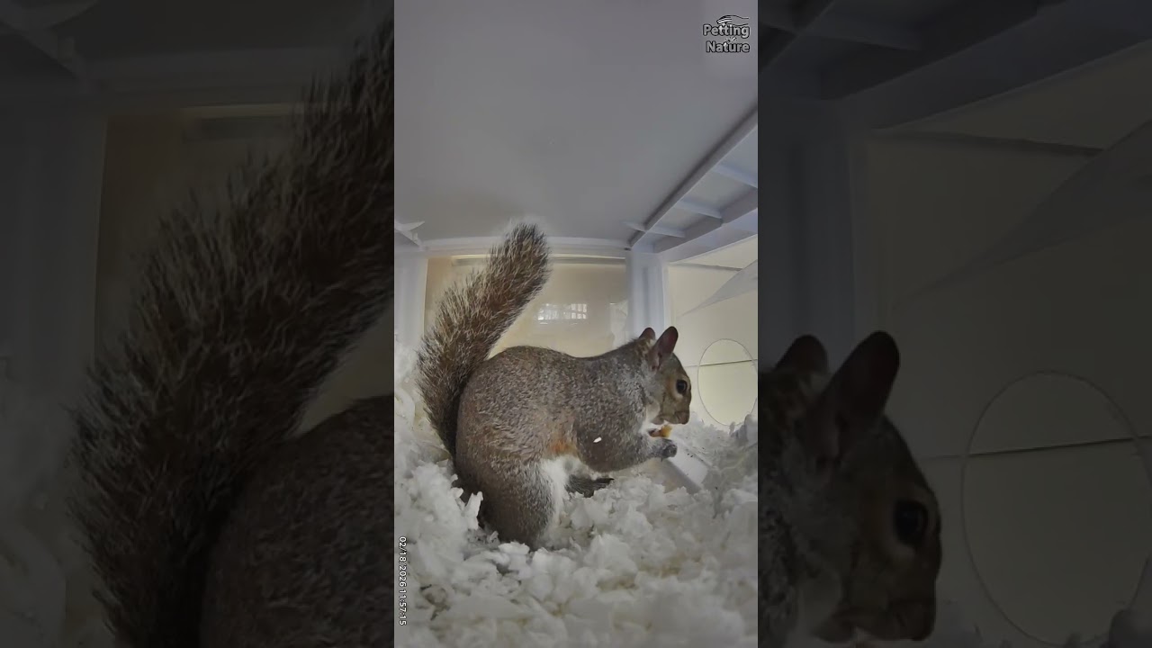 Squirrel Nest, Eating and Burrowing for Sleep, Feb. 14-21, 2026