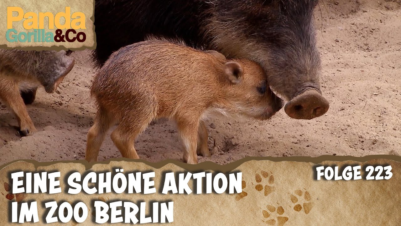 Wildschwein Dasein will gelernt sein | Panda, Gorilla & Co.