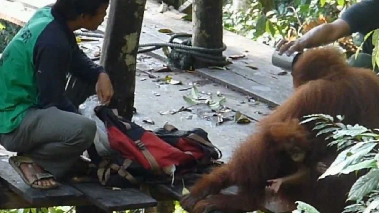 Orangutan at feeding platform1