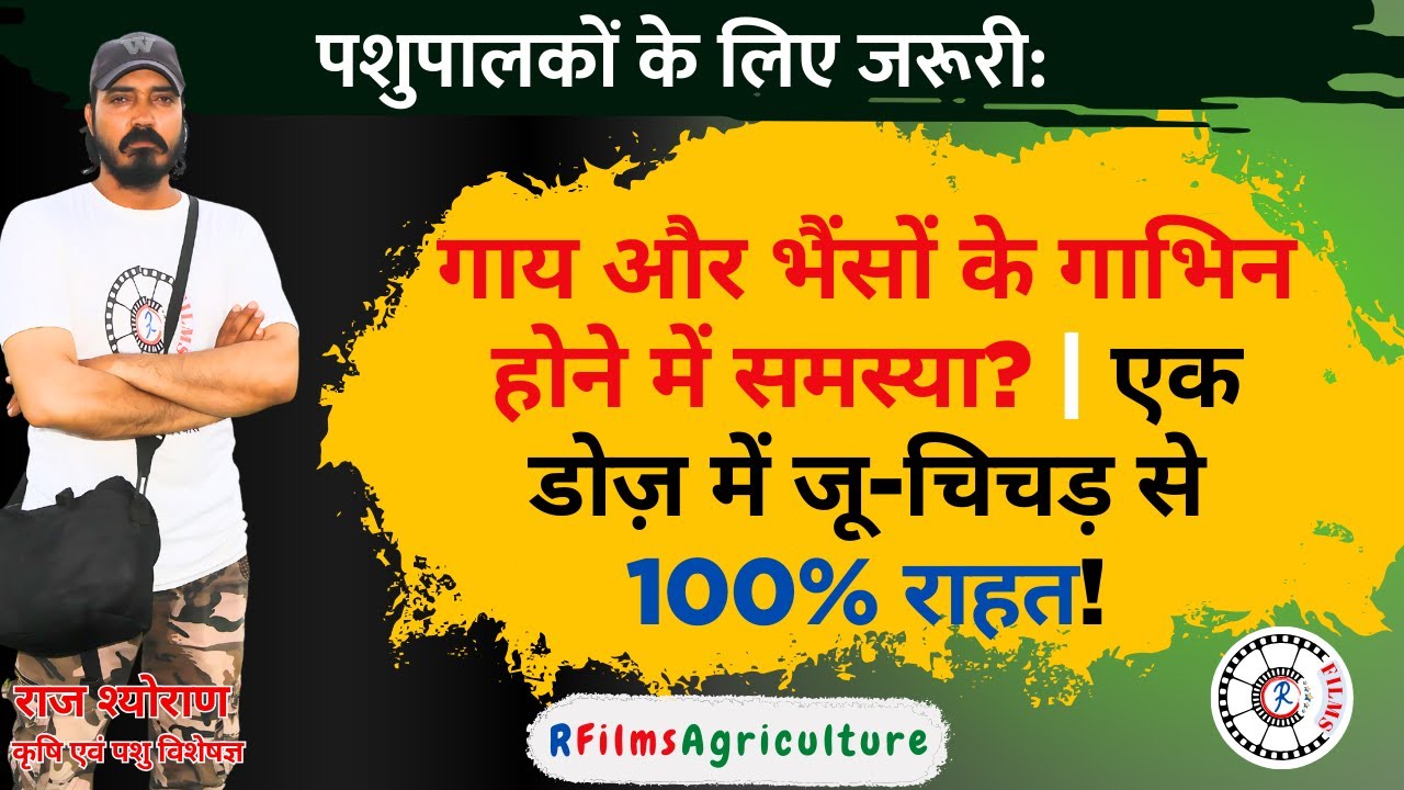 Improve Cow Fertility Instantly! | One Dose Gives 100% Lice & Tick Relief!