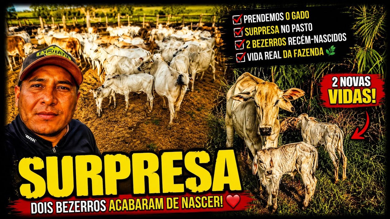 Bezerros recém-nascidos 🐂🐄