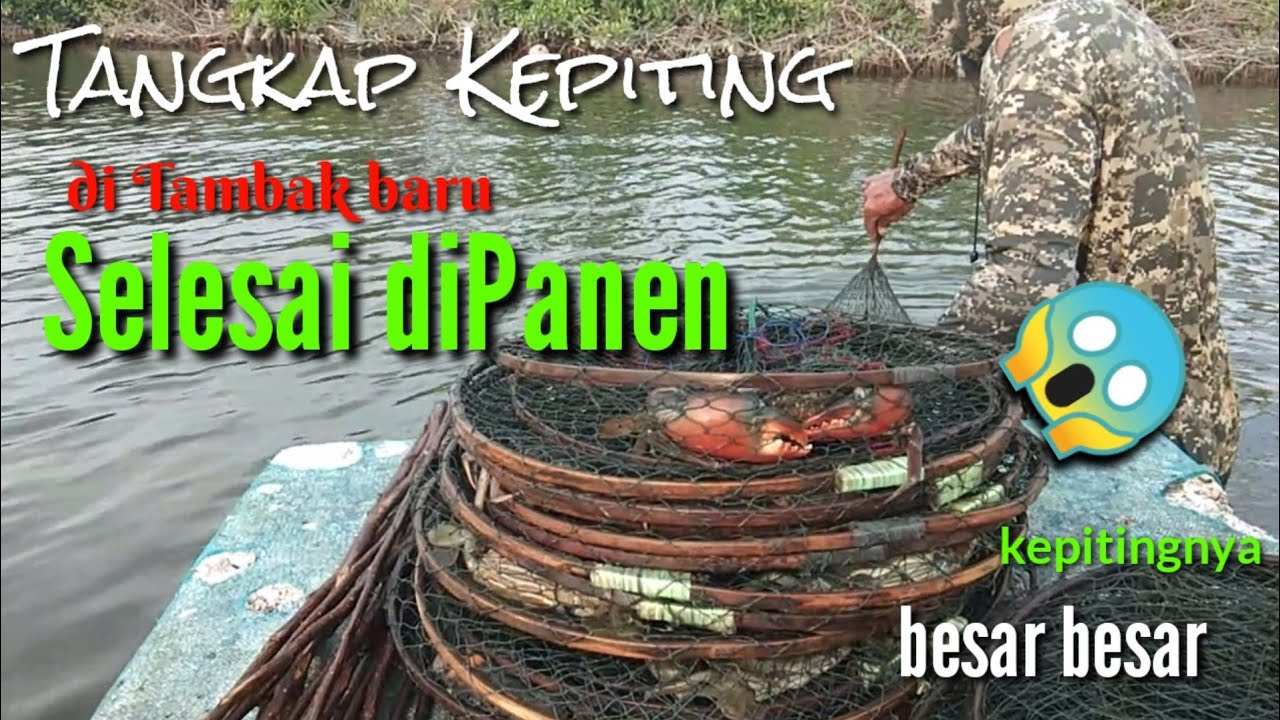 Bubu Kepiting BAKAU di Tambak Tradisional canang