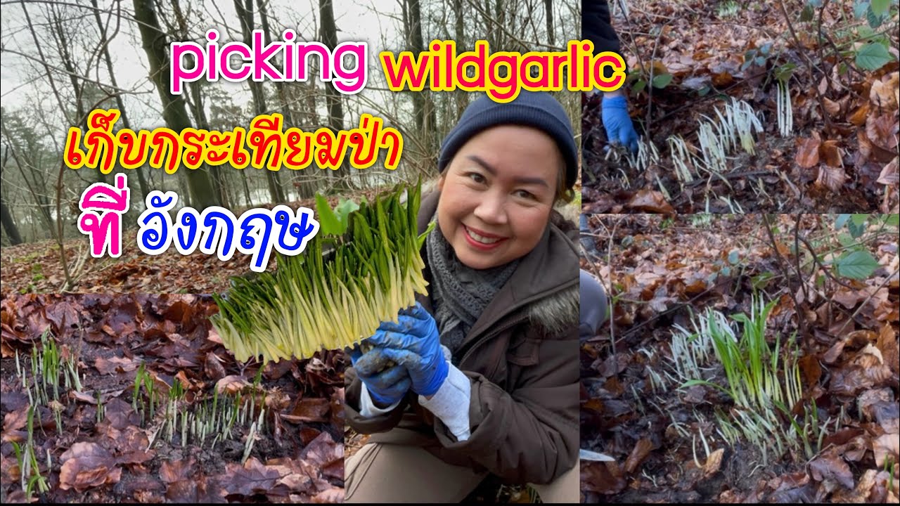 Ep1.กระเทียมป่าในอังกฤษ #เก็บกระเทียมป่า กำลังเกิดงามๆ #Picking #Wild Garlic