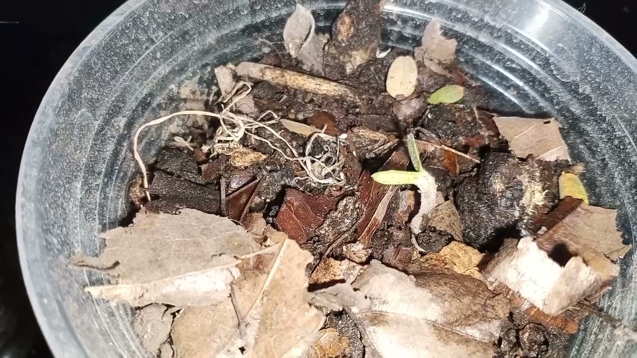 Germinar semilla de Teca