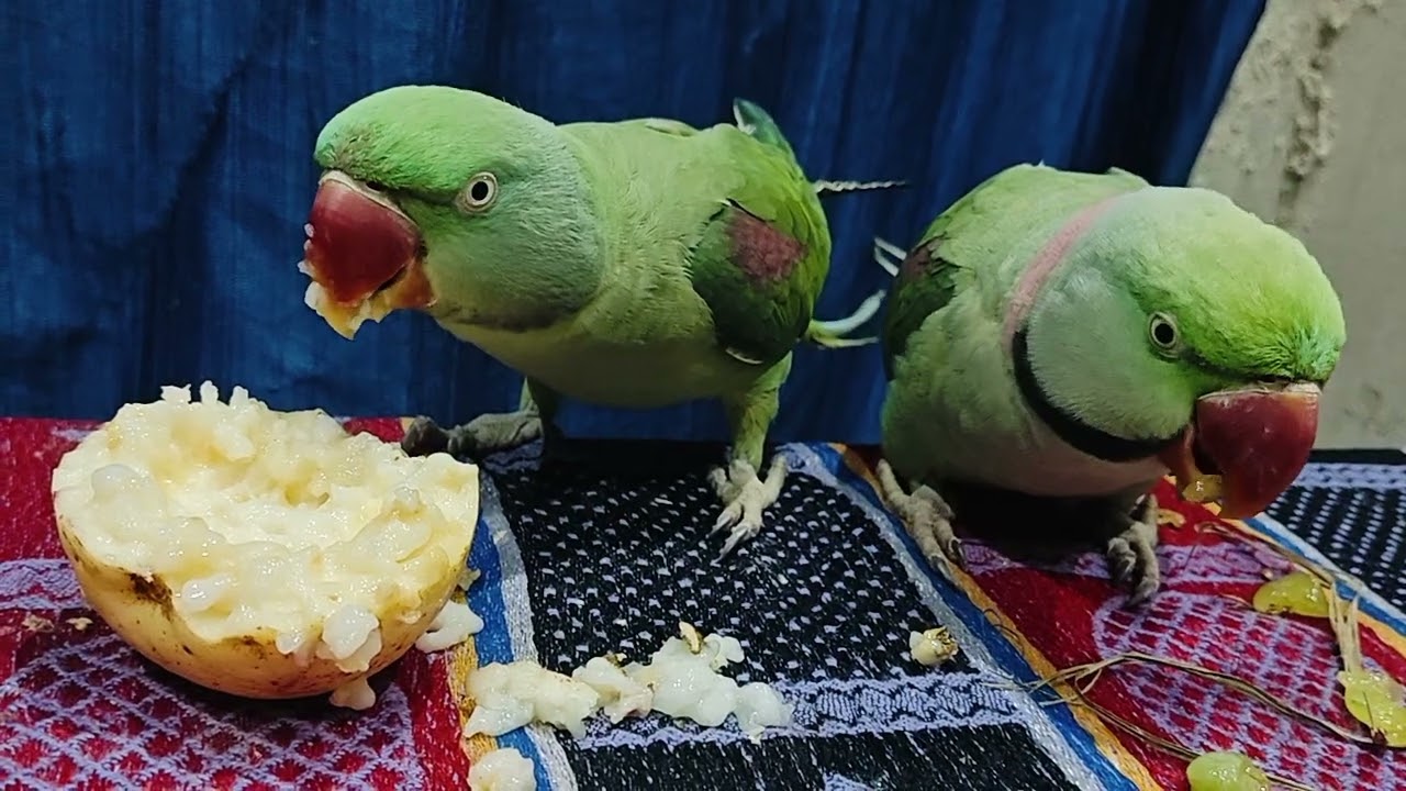 Sona mona kya kha rahe h#🦜🦜🦜🦜🥰🥰#💓💓💓💓💓💓💓💓🌟🌟🌟🌟🌟