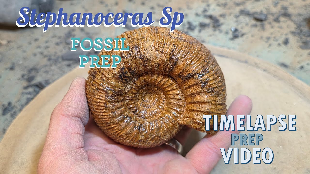 Stephanoceras Sp Fossil Prep Timelapse Version