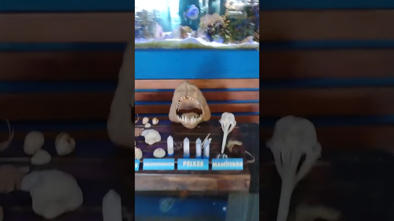 Ubatuba: O Aquário é incrível! ✨