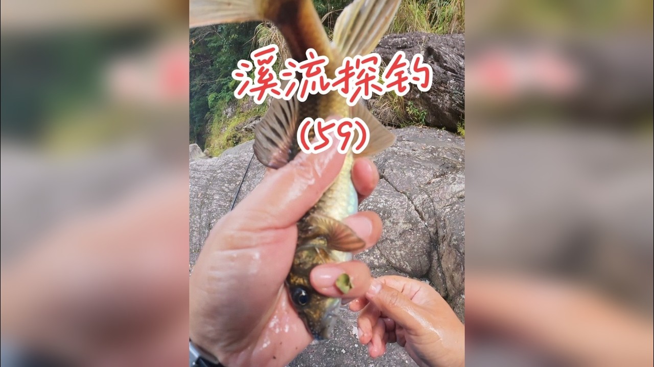 溪流探钓（59） 深入大峡谷，探寻超大个体的苦花鱼，结果收获惊喜！