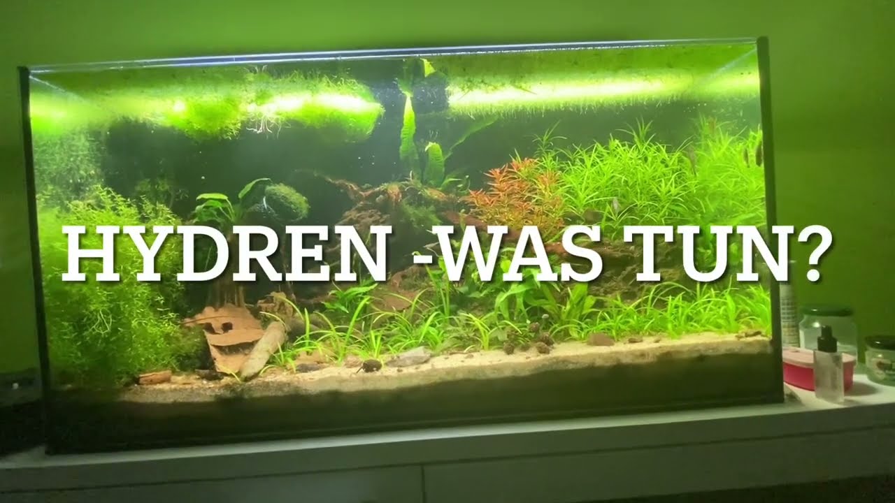 Hydren - was tun? #hydra #hydren