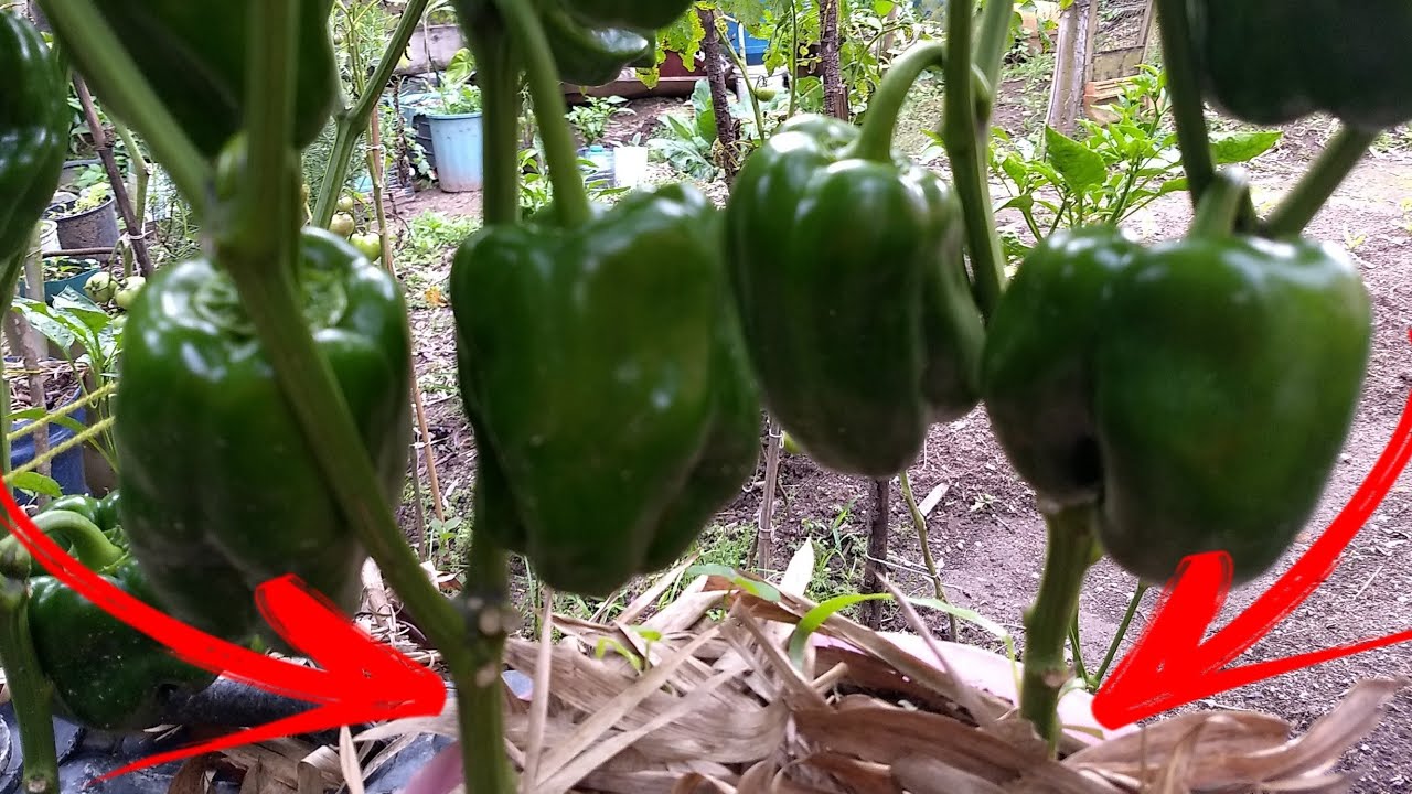 PLANTE 2 PÉS DE PIMENTÕES ,EM 1 ÚNICO VASO !!! INCRÍVEL 😍😲