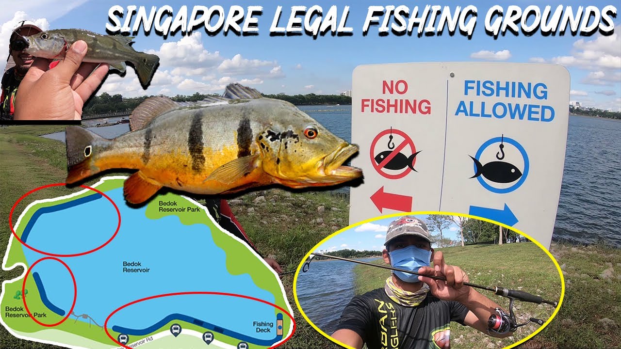 Bedok Reservoir Peacock Bass Frenzy | Singapore Legal Fishing Ground