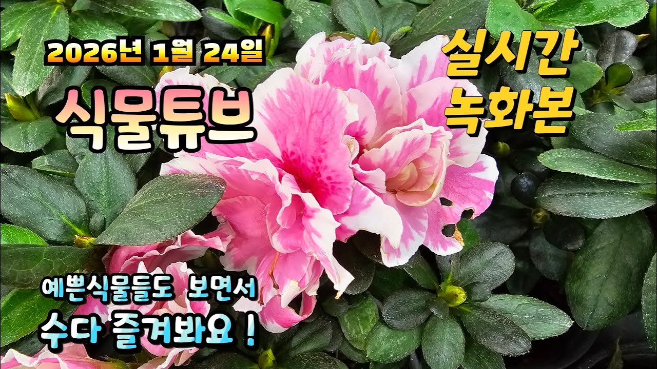2026년 1월 24일 실시간 방송으로 예쁜식물들 시청 하시면서 수다 즐겨봐요 #양재꽃시장 #식물튜브 #식물아빠