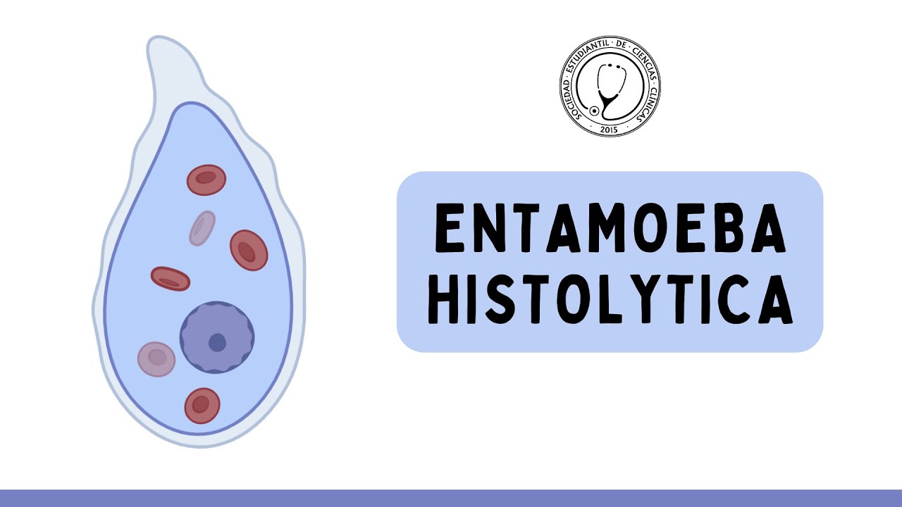 ENTAMOEBA HISTOLYTICA : Ciclo de Vida, Clínica, Diagnóstico y Tratamiento | Microbiología