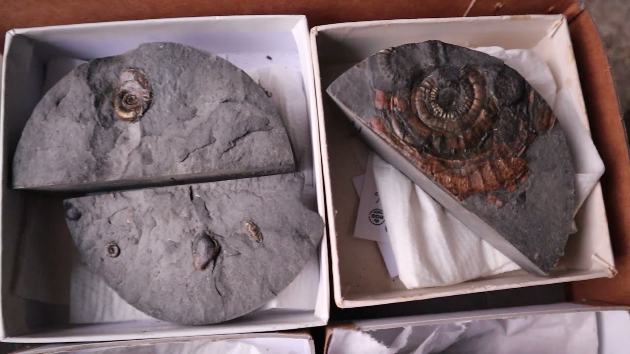 Prepping Fossils From a Drill Core! Fossil Friday