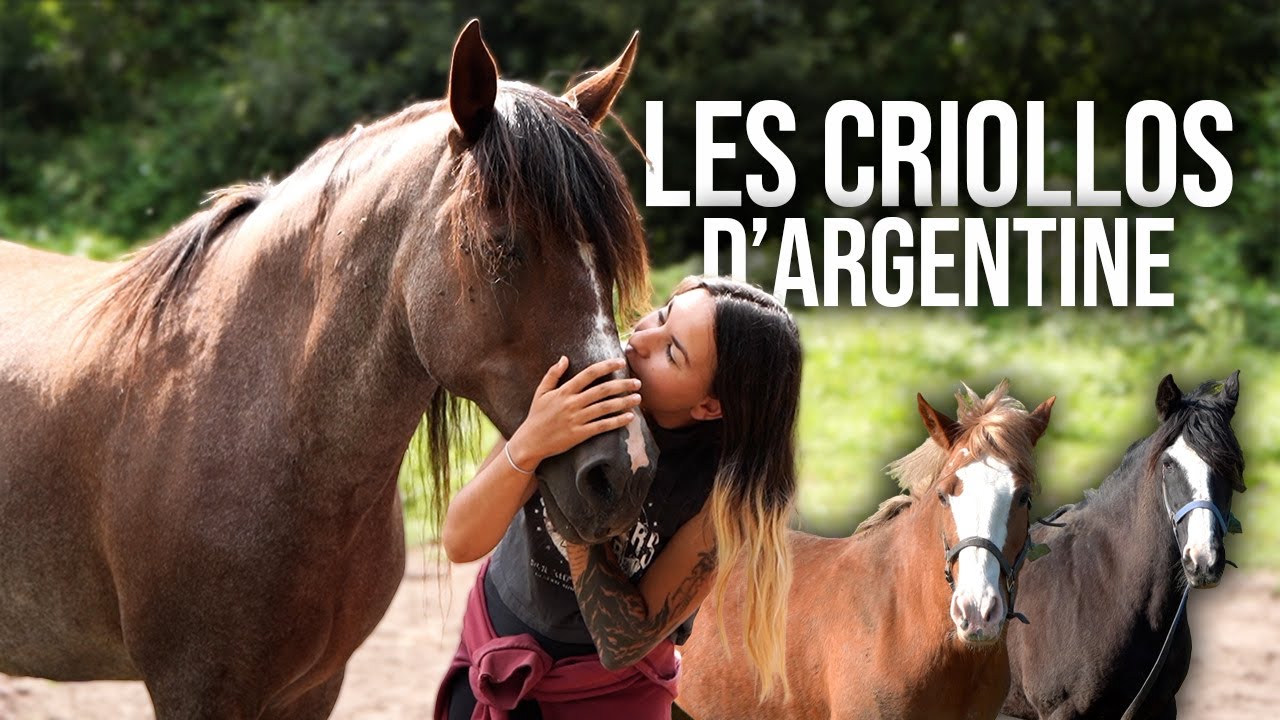 J'AI RÉCUPÉRÉ 4 JUMENTS SAUVAGES...