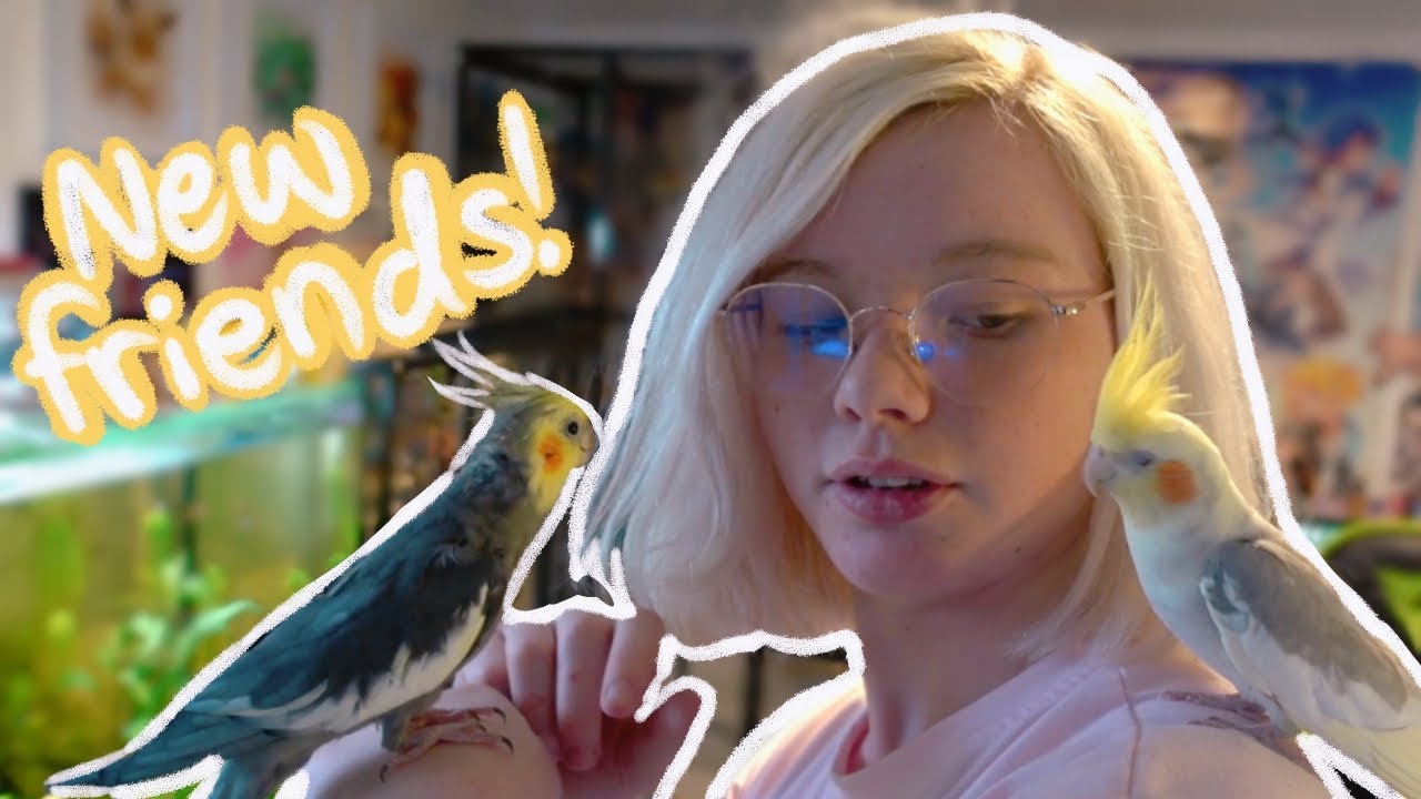 Meet The New Cockatiels!