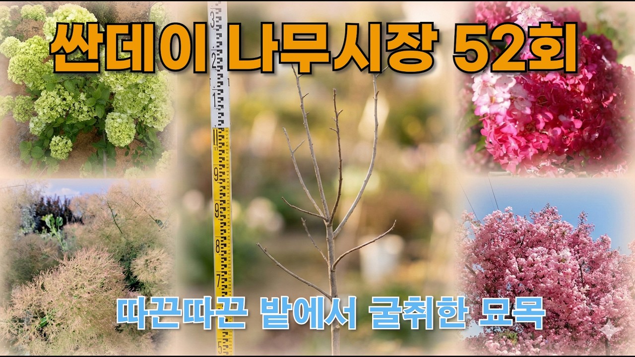 [싼데이 나무시장] 52회, 봄이 되어 정원수를 바로 굴취하여 판매합니다.