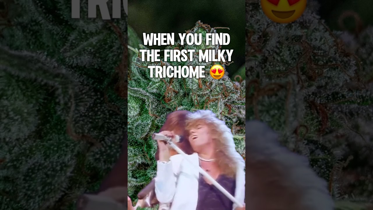 Milky trichomes are your plant&rsquo;s way of saying &ldquo;almost there&rdquo; 👀