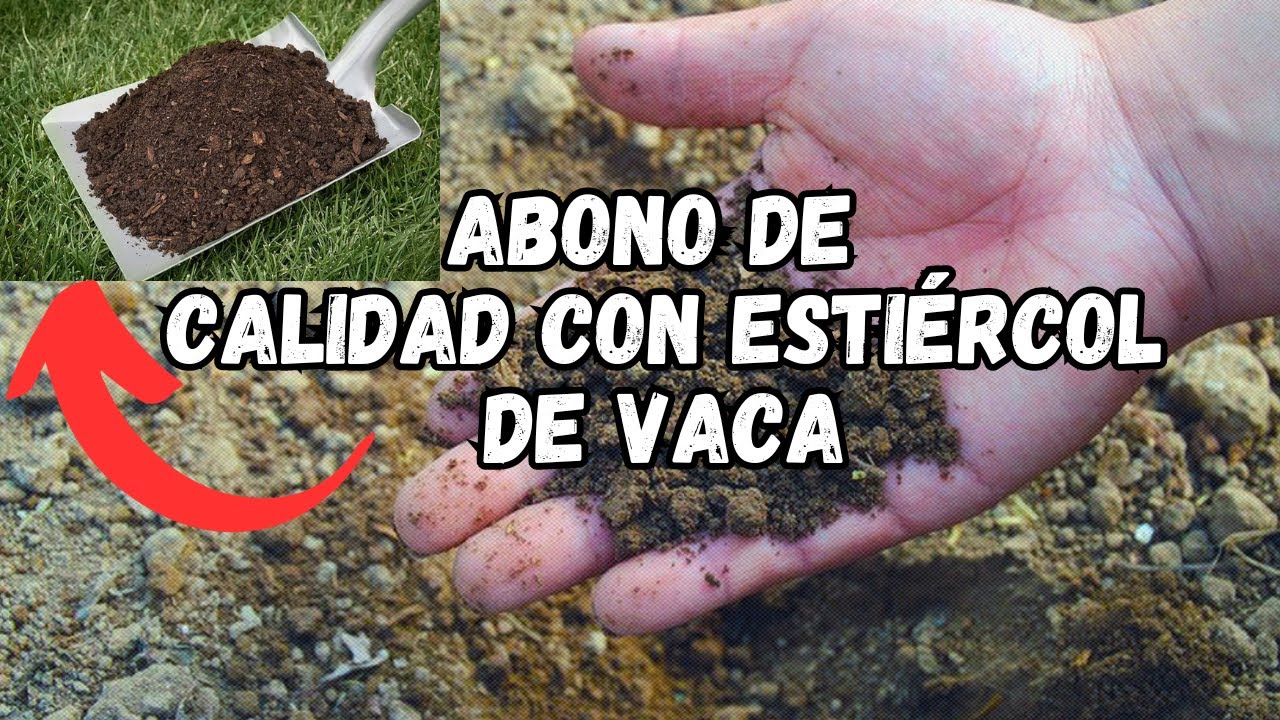 C&oacute;mo Utilizar Abono de Calidad con Esti&eacute;rcol de Vaca ✔️