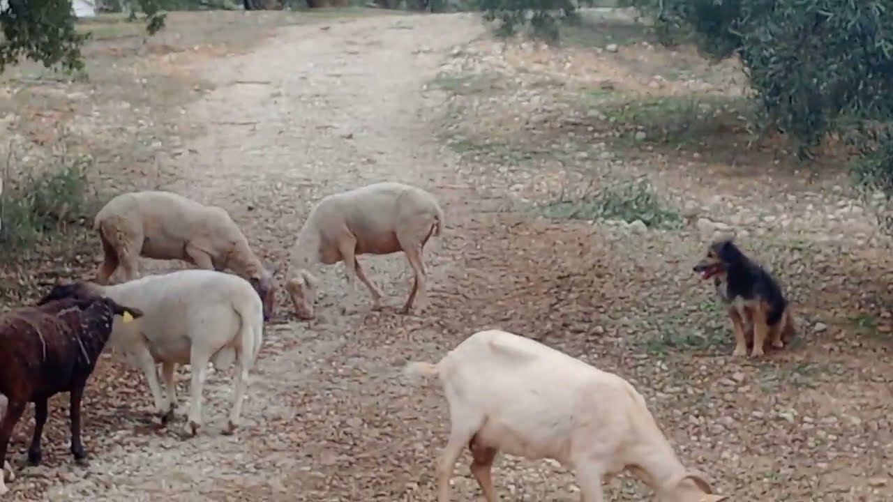 Hoy un careo nuevo.🐑🐑🤠