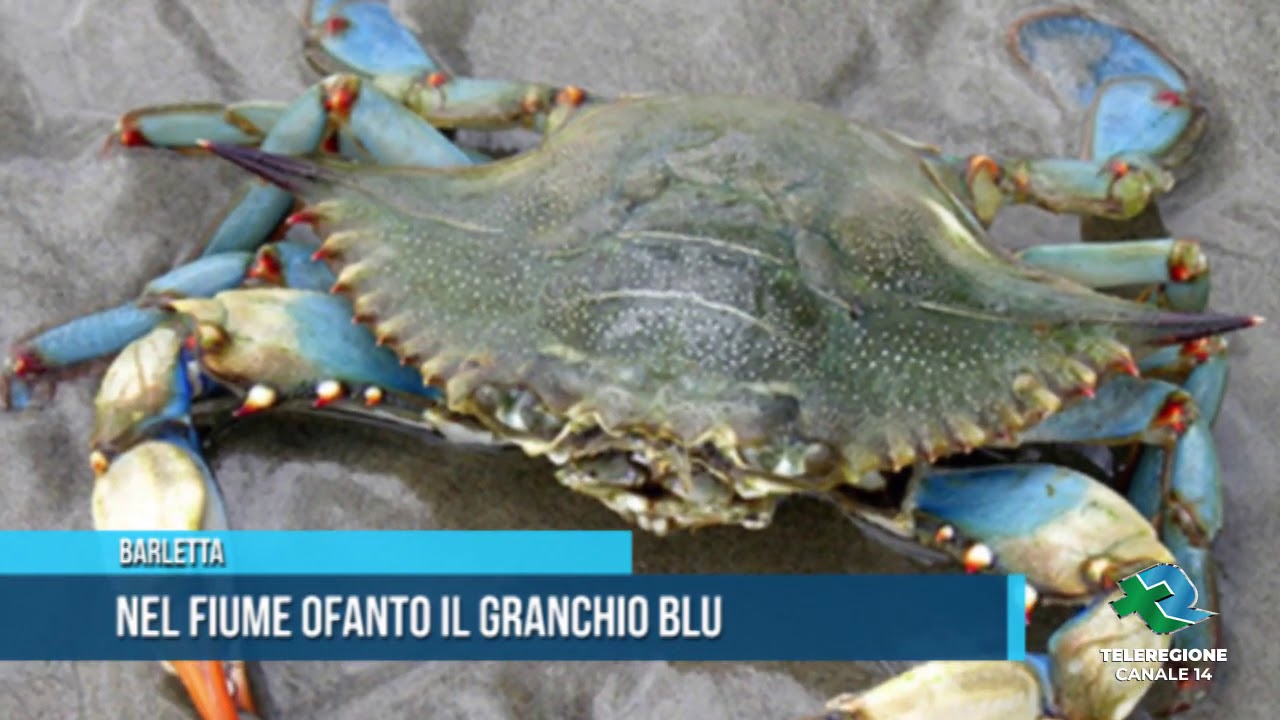 Barletta Nel fiume Ofanto il Granchio blu TG Teleregione 28 07 2020 1