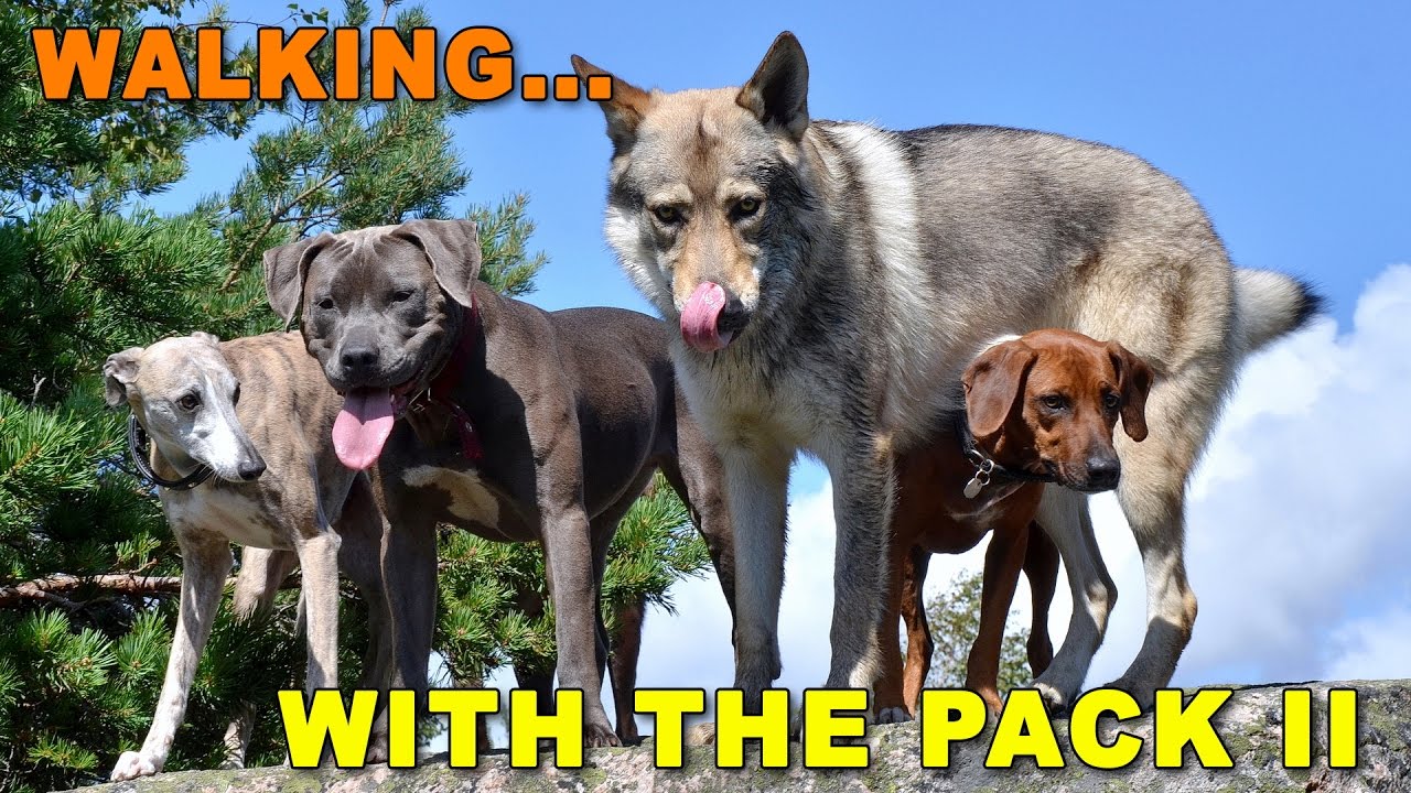 Czechoslovakian Wolfdog Lovec - Walking The Pack II, backpacking with off leash happy dogs