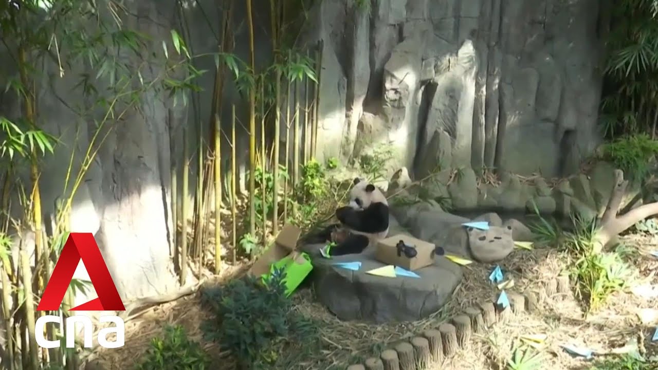 Fans flock to River Wonders to catch final glimpse of Singapore-born panda Le Le