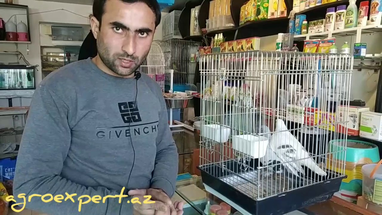 Göyərçin xəstəlikləri ümumi məlumat
