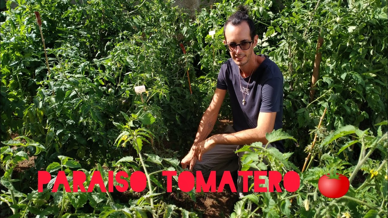 Cata de tomates. Primera parte.