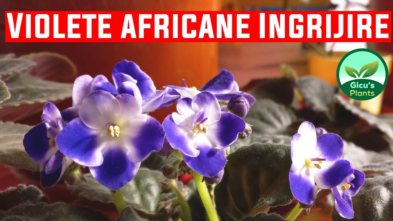 Violeta africana inflorita + Ingrijire