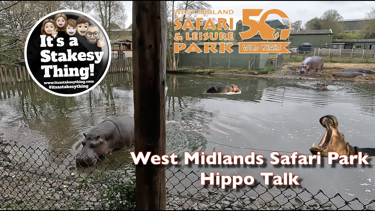 Hippo Talk at West Midlands Safari Park #itsastakesything
