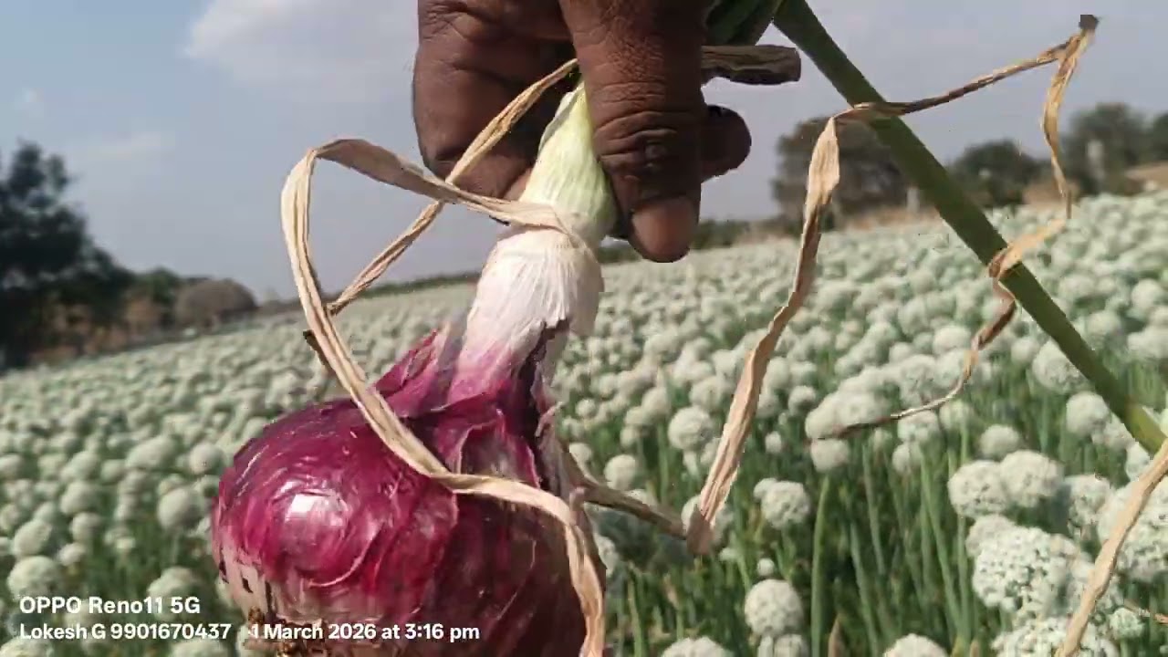 Bhima super onion seeds ಭೀಮಾ ಸೂಪರ್ ಈರುಳ್ಳಿ ಬೀಜೋತ್ಪಾದನೆ ಲೋಕೇಶ್ ಜೀ9901670437 ಇವರೇ ನಂ1