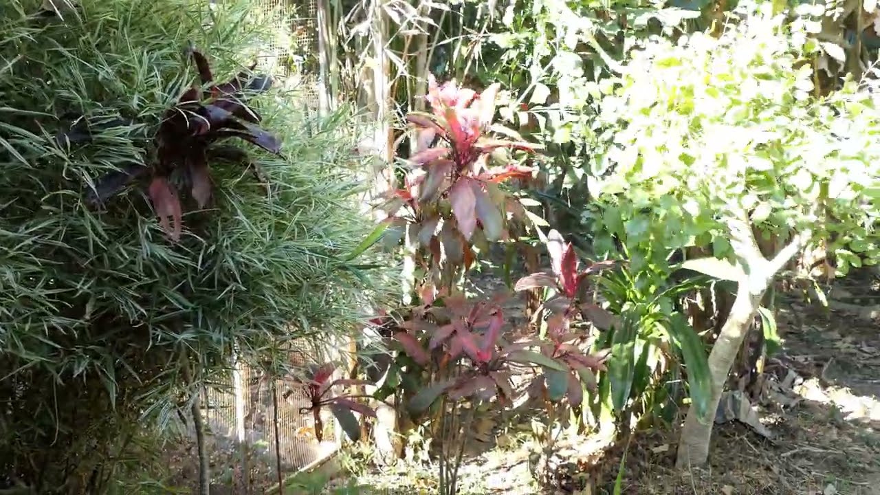 our garten, parakeets and wild chicken in dry season in northeastern hailand