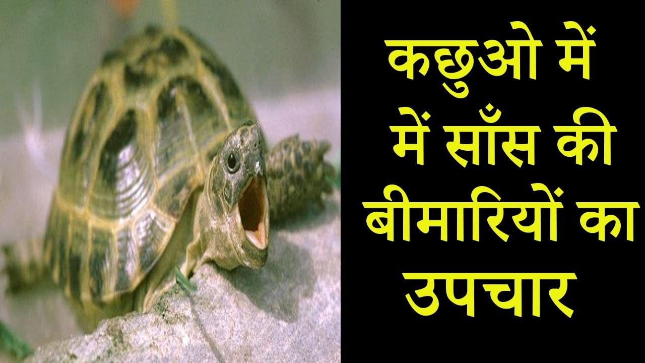 कछुओ में साँस की बिमारियो का उपचार || सावधानिया || Dr Nagender Yadav