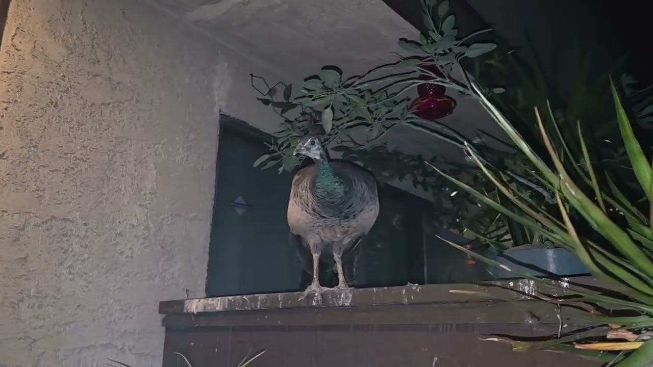 Como se llama este superanimal #pets#viral  #viralvideos #superpets #animals #pavos 