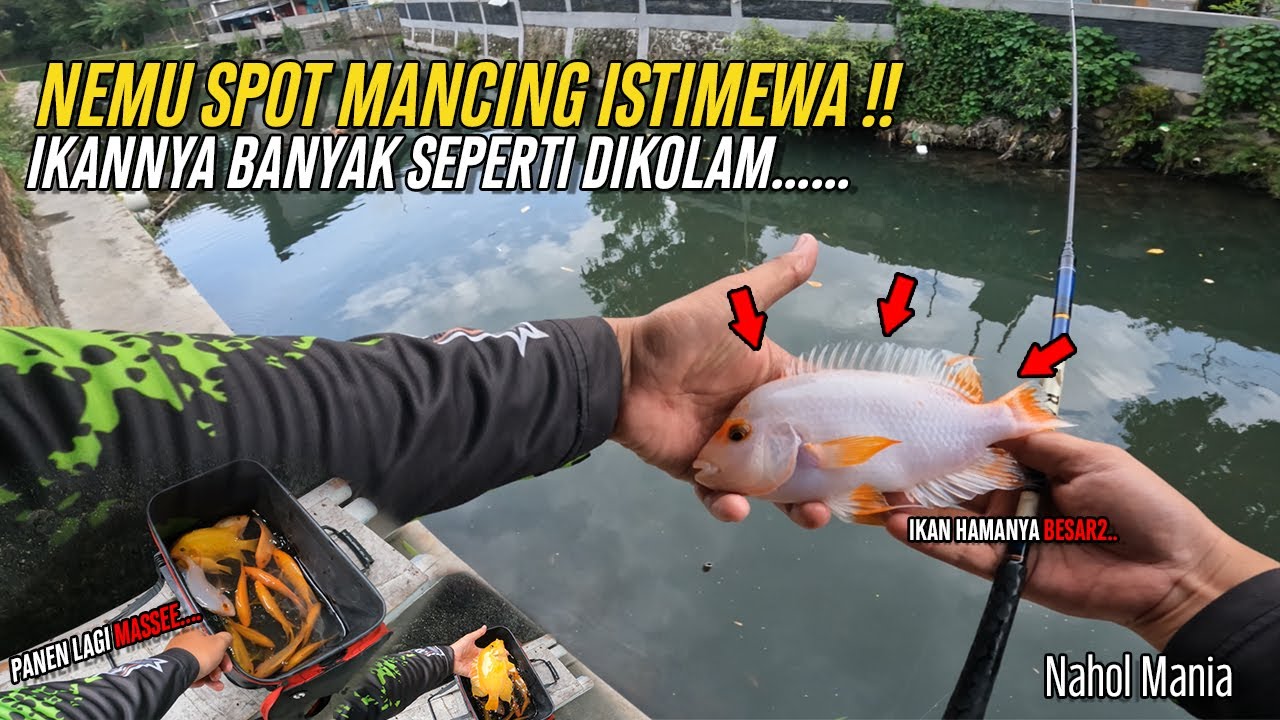 NEMU SPOT MANCING ISTIMEWA ‼️ IKANNYA BANYAK SEPERTI DIKOLAM ‼️ || Mancing Red Devil Sungai Jogja