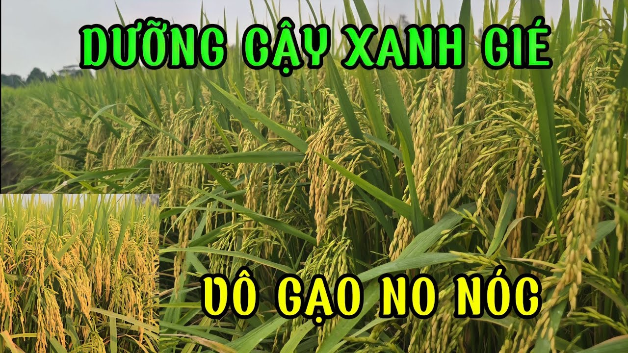 OM 18 ĐÔNG XUÂN-QUẢN LÍ VÀNG LÁ, VÔ GẠO NO CẬY, XANH GIÉ SÁNG HẠT#quytrìnhifarm #QuânTrồngLúa