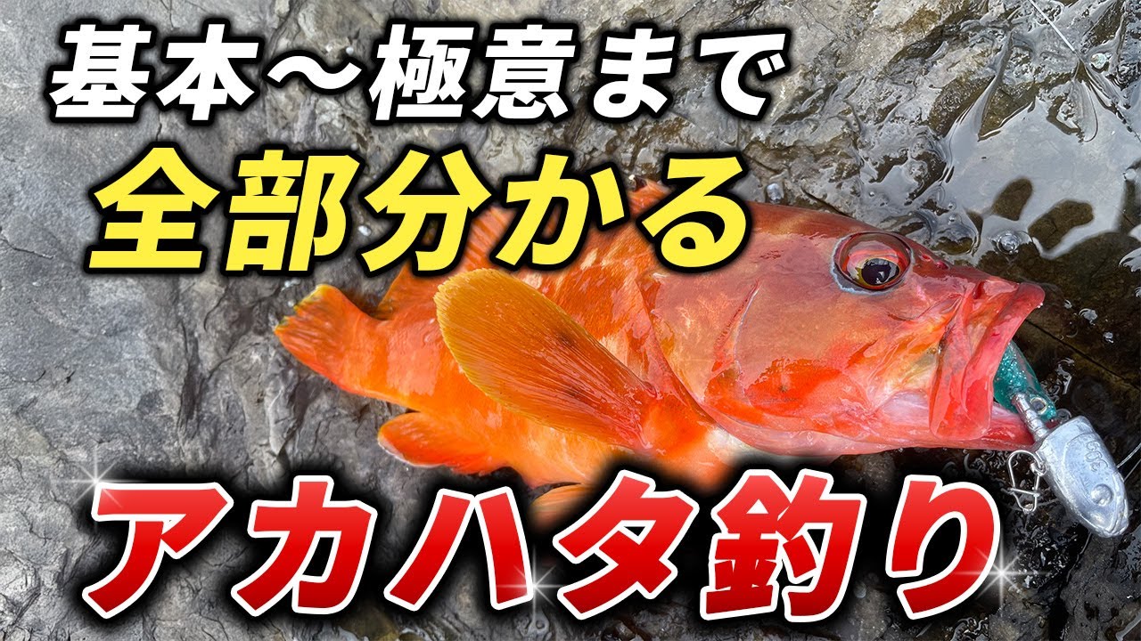 【初心者向け完全解説】アカハタ釣りの基本～釣り方・おすすめワーム
