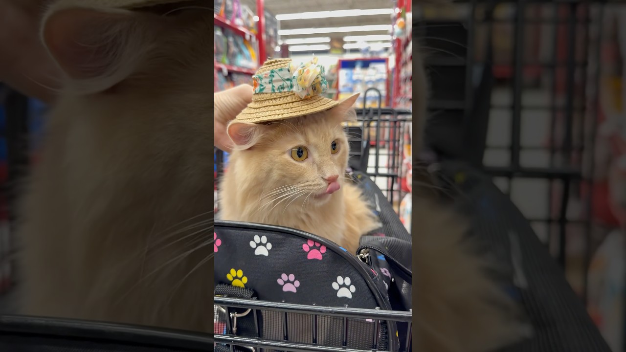 He does his own shopping. Pretty picky I must say #cat #petco #catmeme #vlog