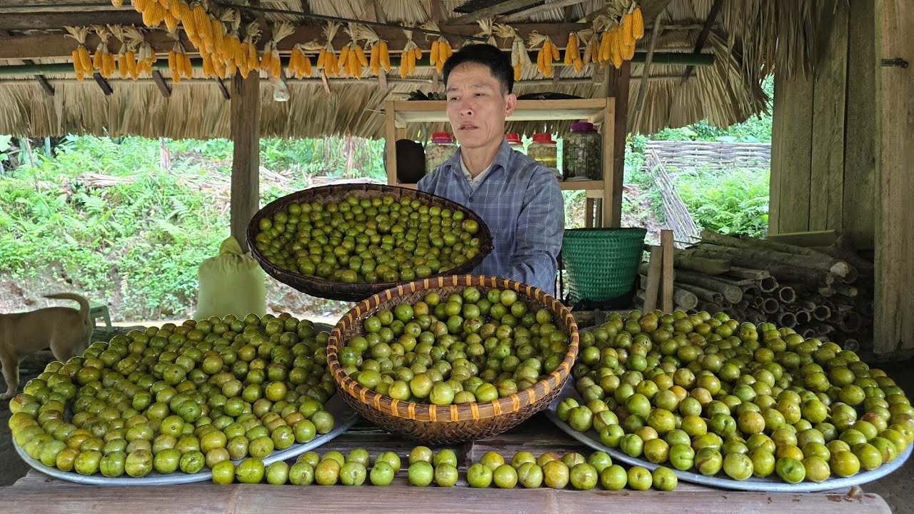 Plum Harvest & Processing for Sale | Farm Life with Dogs and Fish Pond| Solo Survival