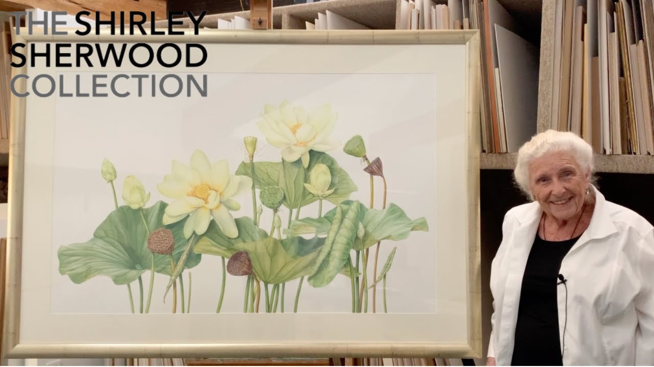 Dr Shirley Sherwood Presents: 'Yellow Lotus' by Beverly Allen