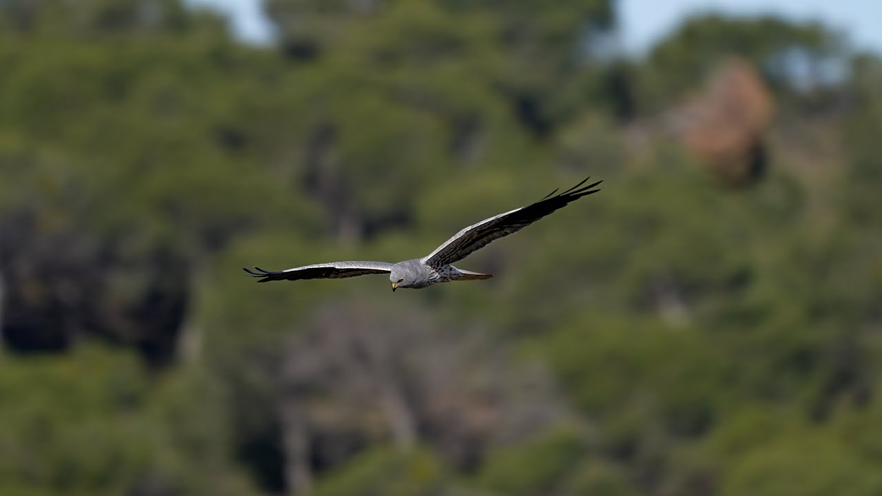 El aguilucho cenizo. (Montagu´s Harrier)