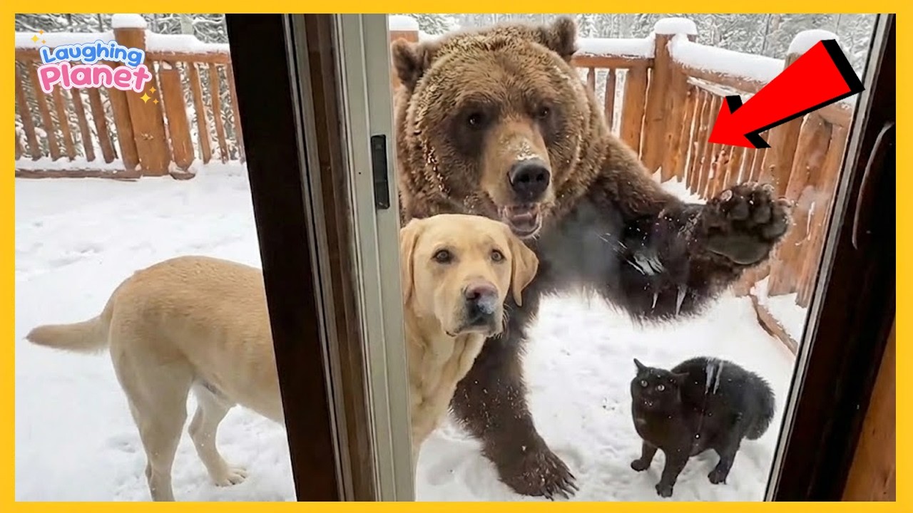 🐾🤣 Когда ваш питомец приводит домой нового друга! | Самые смешные моменты с животными 2026 года