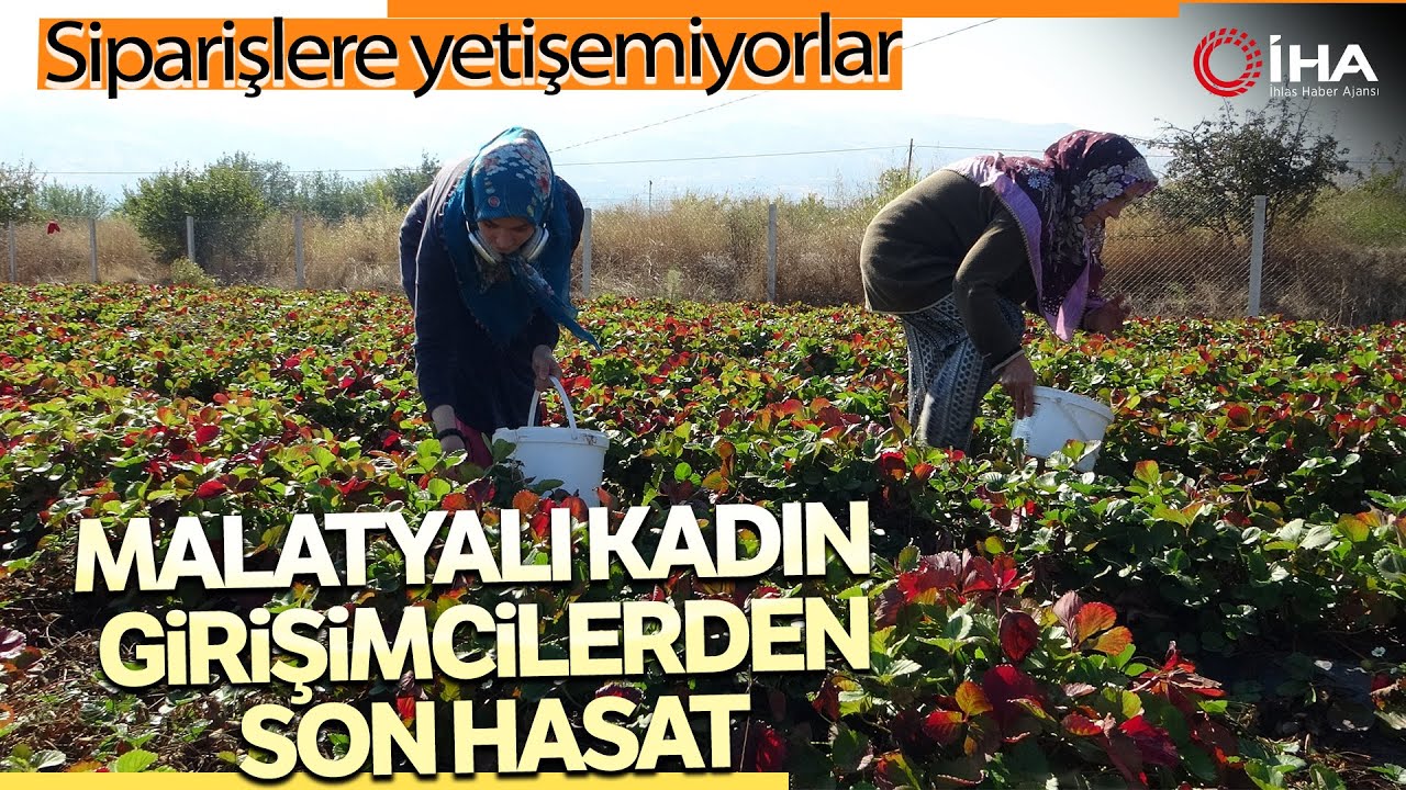 Malatya'da Çilek 'Kadın Elinde' Yetişiyor