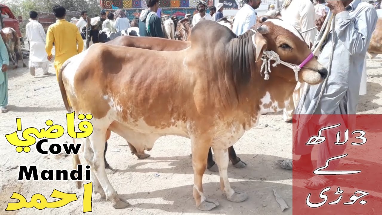 Qazi Ahmed Cow Mandi Rates Updates | Sindh ki Sasti Mandi | Cattle Market قاضی احمد Eid 2022