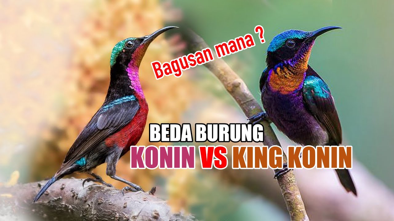 BEDA KONIN & KING KONIN, BURUNG MADU TERBAIK DI KELASNYA _ BAGUSAN MANA..!! YANG MANA PILIHANMU.?