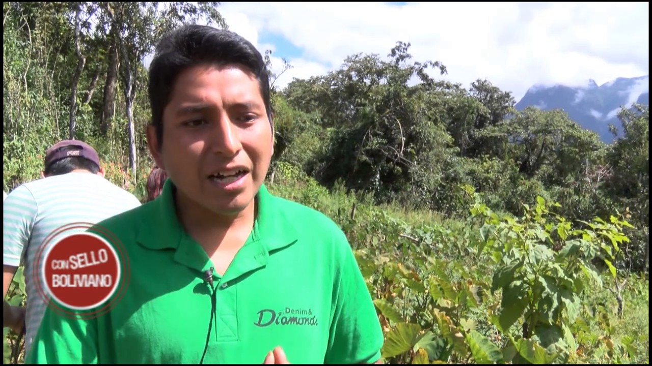 Cosecha de Walusa en Chahuara - La Paz: Con Sello Boliviano