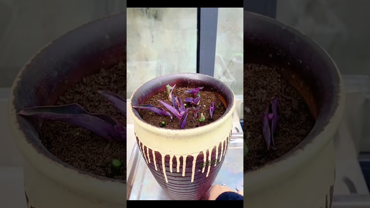 Purple Tradescantia cuttings, pot in moist soil, water after one week!#growflowerstogether#plants🌴🌴🌿